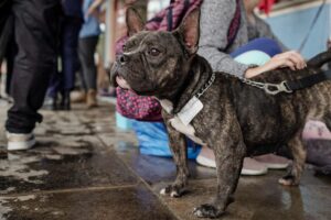 Porto Alegre: Força-tarefa da prefeitura reforça atendimento a animais na Capital