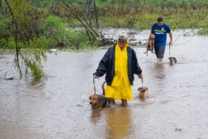 RS: 32 cães são resgatados em regiões de cheias em Canoas