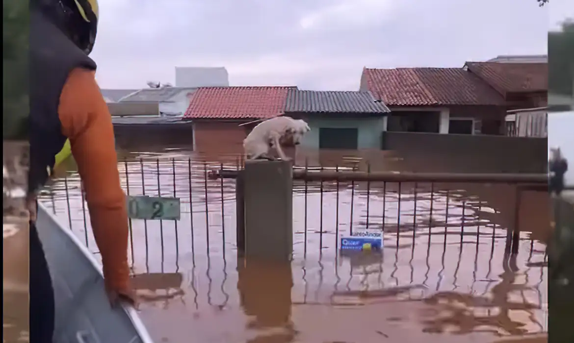 Detalhes Notícia