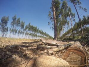 Afinal, o cultivo de eucalipto é mesmo prejudicial ao meio ambiente?