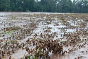 Conselho Monetário Nacional autoriza renegociação de crédito rural no Rio Grande do Sul. Vencimento de parcelas foi prorrogado para 27 de novembro