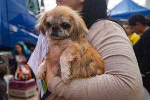 Canoas: Prefeitura abre inscrições para castração de cães e gatos nesta quarta-feira (9)