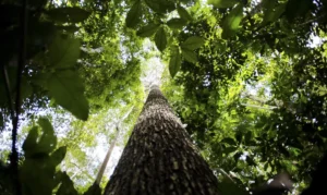 COP29 fecha acordo climático e chefe da ONU critica resultado. Países ricos doarão US$ 300 bi anuais para combate a mudanças do clima