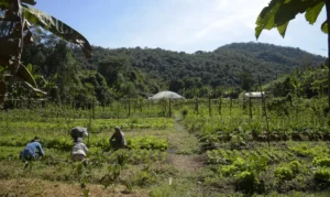 Sistema CNA/Senar lança 6ª edição do Programa CNA Jovem