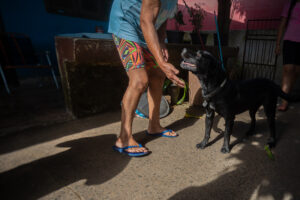 Canoas: Cão que ficou 20 dias em cima de telhado na enchente ganha novo lar