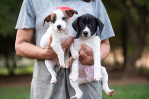 Porto Alegre: Aprovado projeto que estabelece despesa veterinária a quem maltratar animal