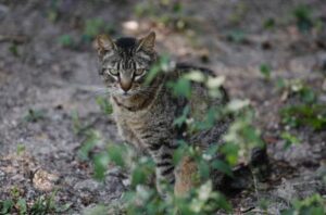 Porto Alegre: Unidade de Saúde Animal Victória realiza feira de adoção neste sábado