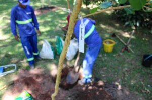 Porto Alegre recebe o prêmio internacional Cidades Globais das Árvores