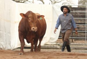 Associação Nacional de Criadores Herd-Book Collares (ANC) abre inscrições para a segunda edição da Fenagen Promebo